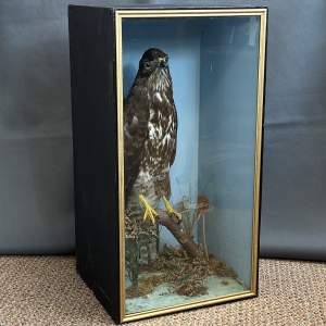 Taxidermy - A Buzzard Standing on a Branch