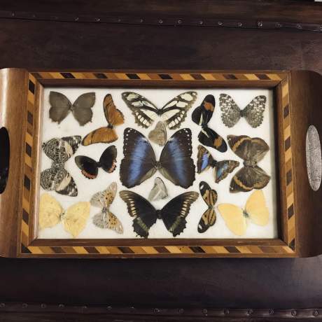 Vintage Taxidermy Butterflies in Wooden Inlaid Tray image-1
