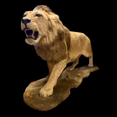 Taxidermy Large Male Lion image-2