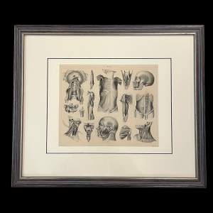 Antique Medical Anatomy Print - Muscles