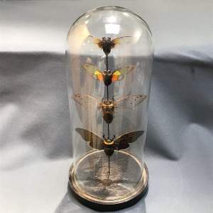 Victorian Glass Dome with Mounted Bugs