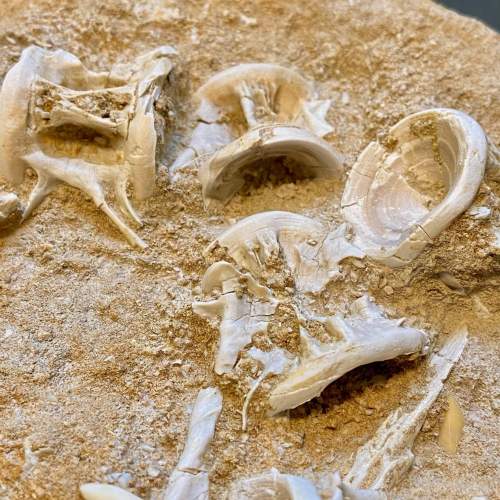 Fossil Enchodus Libycus Specimen image-3