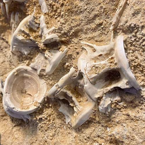 Fossil Enchodus Libycus Specimen image-5
