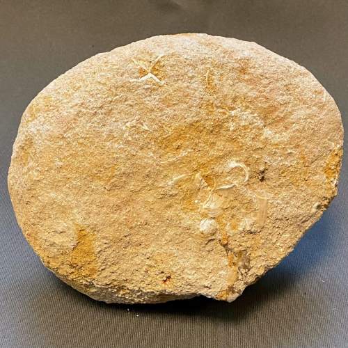 Fossil Enchodus Libycus Specimen image-6