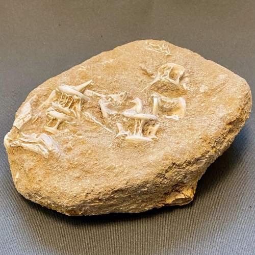 Fossil Enchodus Libycus Specimen image-2