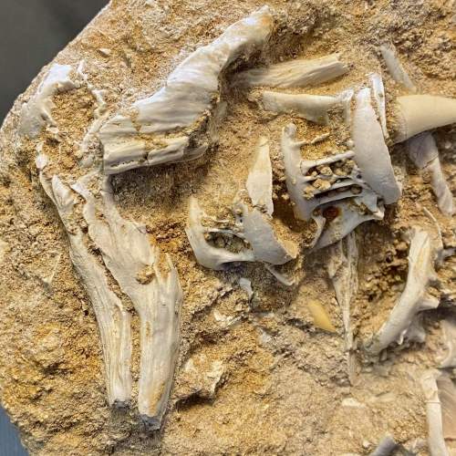 Fossil Enchodus Libycus Specimen image-4