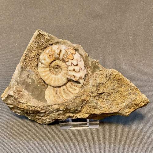 Fossil Ammonite Specimen image-1