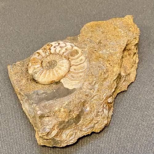 Fossil Ammonite Specimen image-3