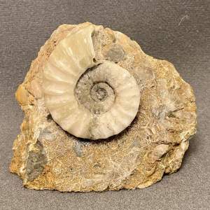 Fossil Ammonite Specimen