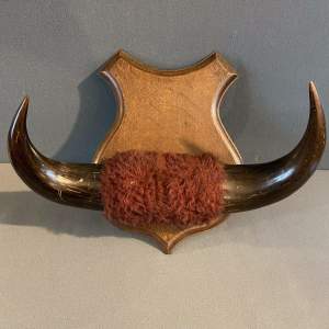 Early Bison Horns on Wall Shield