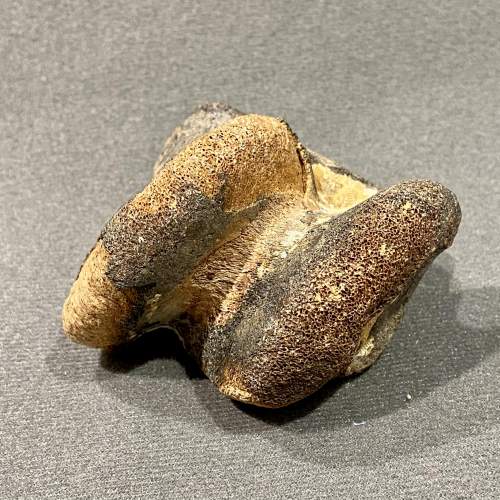 Mammal Foot Bone Fossil image-1