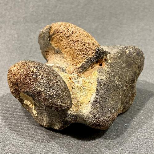 Mammal Foot Bone Fossil image-2