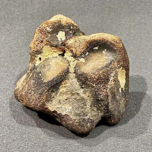 Mammal Foot Bone Fossil image-3