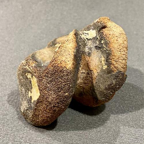 Mammal Foot Bone Fossil image-4