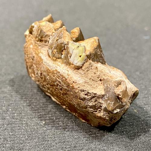 Oreodont Jaw Fossil image-1