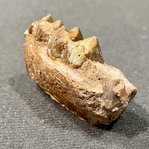 Oreodont Jaw Fossil