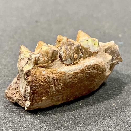 Oreodont Jaw Fossil image-2