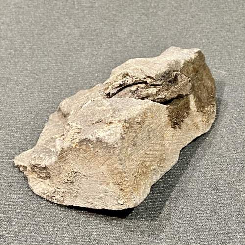 Dinosaur Ichthyosaur Tooth Fossil image-3
