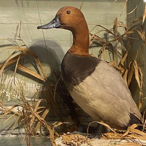 Victorian Diorama Of Male and Female Pochards Taxidermy image-3