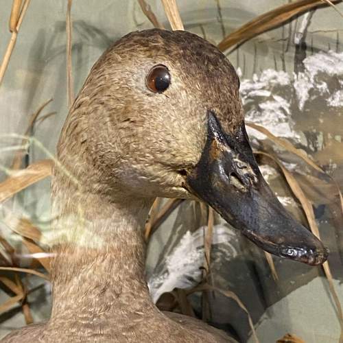 Victorian Diorama Of Male and Female Pochards Taxidermy image-5