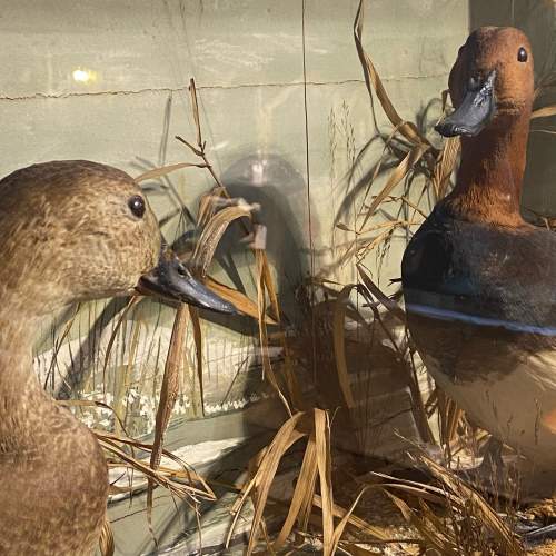 Victorian Diorama Of Male and Female Pochards Taxidermy image-6