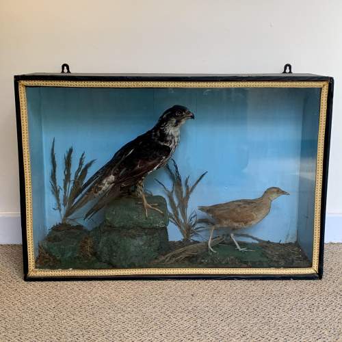 Cased Taxidermy Sparrowhawk and Sandpiper image-1