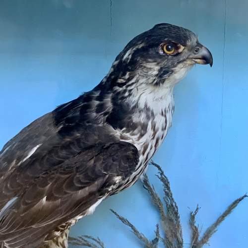 Cased Taxidermy Sparrowhawk and Sandpiper image-2