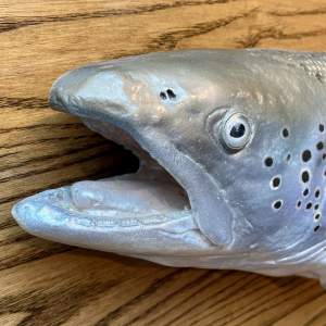 To Scale Model of a Sea Trout on a Wooden Back