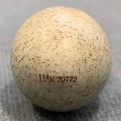 Victorian Silver Topped Blackbirds Egg Ceramic Scent Bottle image-3