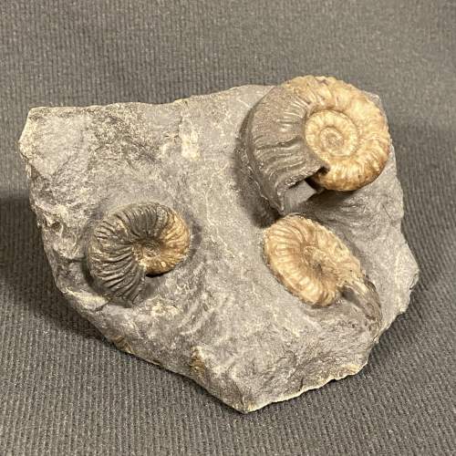 Fossil Ammonite Specimens - Ludwigia  Murchisonae image-1