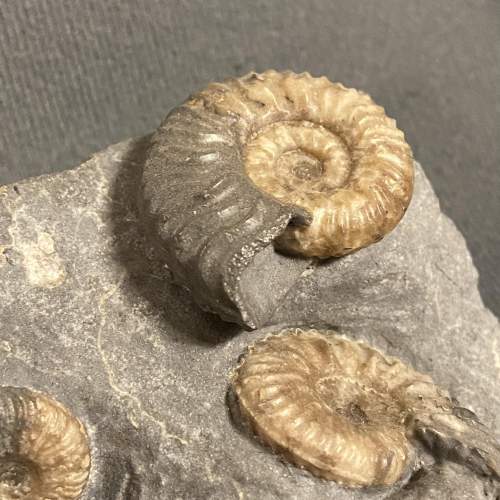 Fossil Ammonite Specimens - Ludwigia  Murchisonae image-3