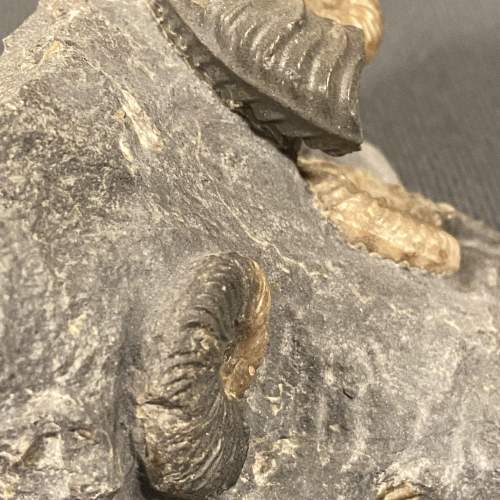 Fossil Ammonite Specimens - Ludwigia  Murchisonae image-4