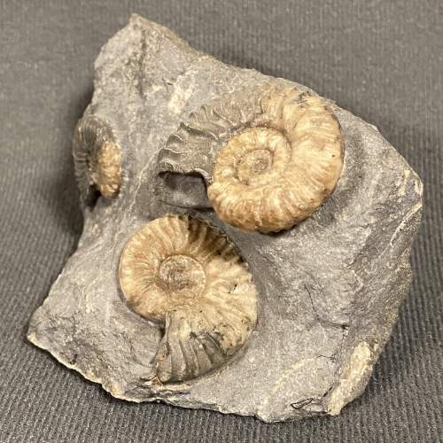 Fossil Ammonite Specimens - Ludwigia  Murchisonae image-2