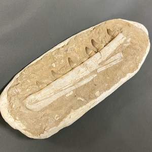 Fossilized Mosasaur Jaw Section
