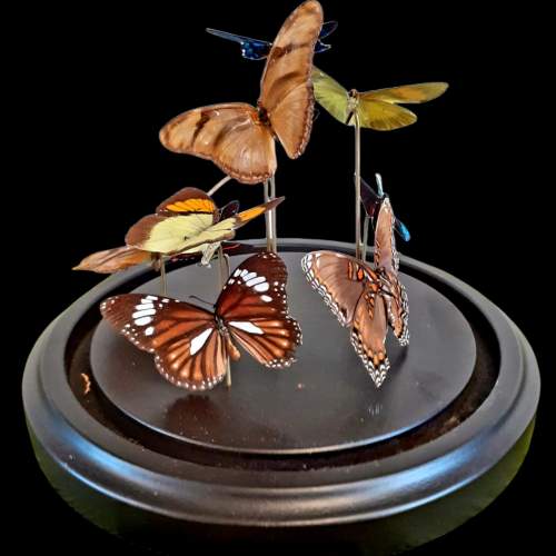 Taxidermy Butterflies in Small Dome image-3