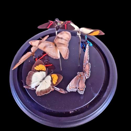 Taxidermy Butterflies in Small Dome image-2
