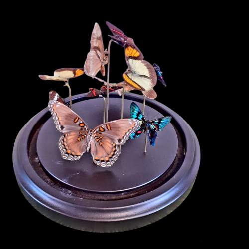 Taxidermy Butterflies in Small Dome image-4