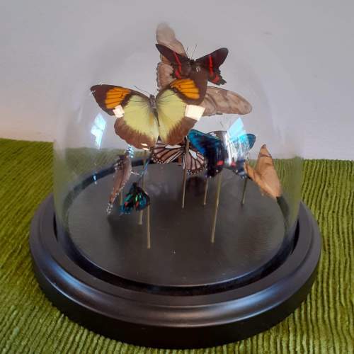 Taxidermy Butterflies in Small Dome image-6