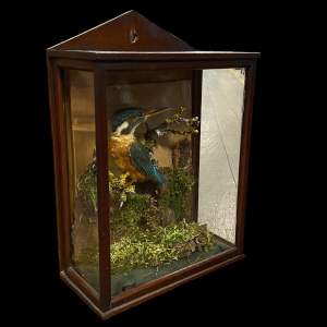 Taxidermy Kingfisher in Glass Case
