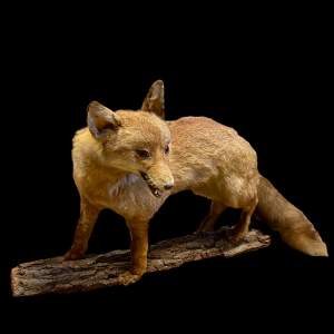 Taxidermy Full Mount Adult Fox