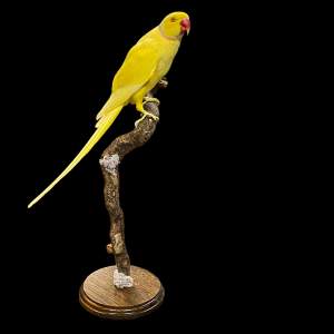 Taxidermy Yellow Cock Ringneck Parakeet