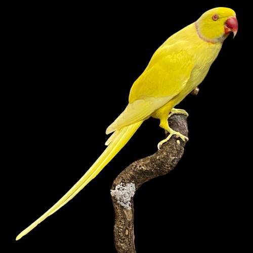 Taxidermy Yellow Cock Ringneck Parakeet image-2
