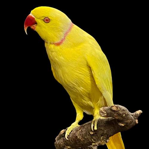 Taxidermy Yellow Cock Ringneck Parakeet image-3