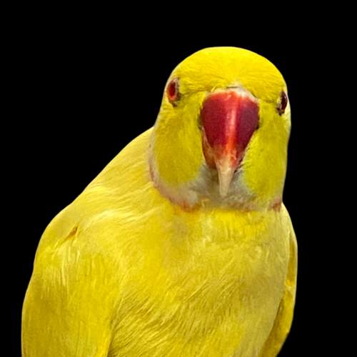 Taxidermy Yellow Cock Ringneck Parakeet image-4
