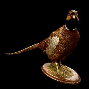 Taxidermy Ringneck Pheasant
