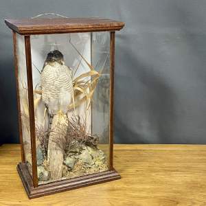 Early 20th Century Taxidermy Sparrowhawk