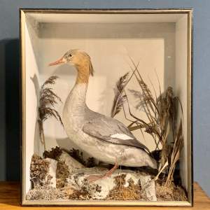 Antique Cased Taxidermy Merganser Bird