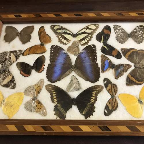 Vintage Taxidermy Butterflies in Wooden Inlaid Tray image-3