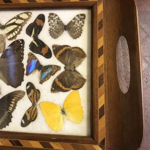 Vintage Taxidermy Butterflies in Wooden Inlaid Tray image-2