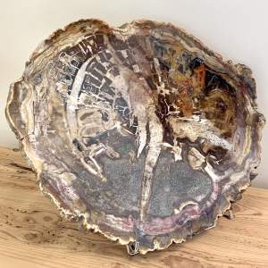 Petrified Wood Branch Polished Cross Section